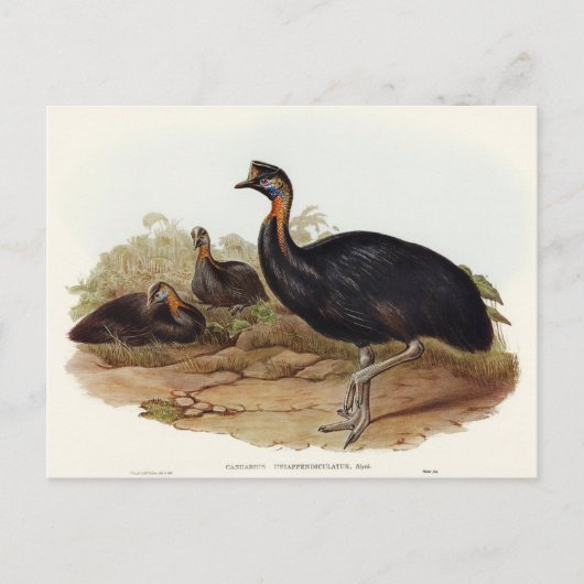 Cassowary von Elizabeth Gould Postkarte (Vorderseite)