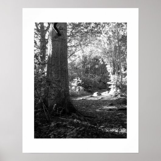 Castlehead Wood: Keswick Poster (Vorne)