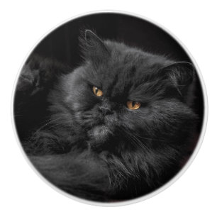 Cat_20180101_by_JAMFoto Keramikknauf