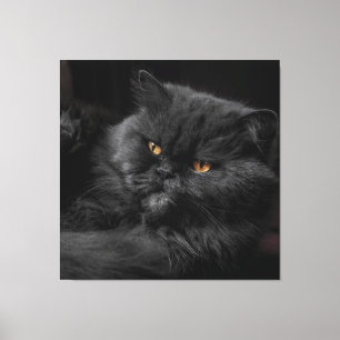 Cat_20180101_by_JAMFoto Leinwanddruck