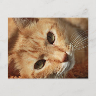 Cat-636172 ORANGE TOMCAT PETS FOTOGRAFIE ZURÜCK Postkarte