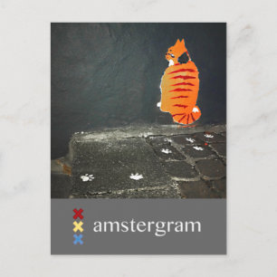 Cat Amsterdam Postkarte