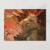 CAT AND CAFF1 POSTKARTE (Vorderseite)