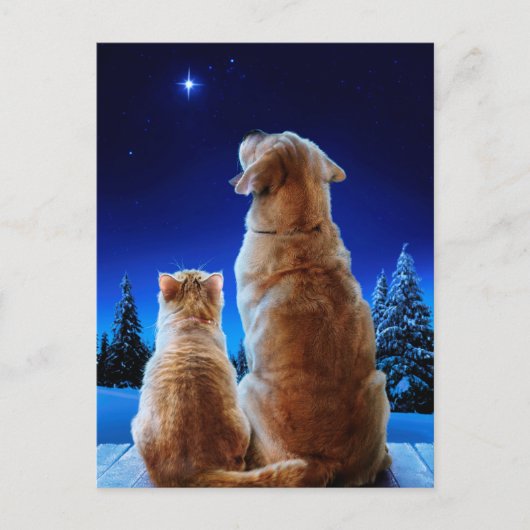 Cat and Dog Christmas Miracle Einladungspostkarte (Vorderseite)