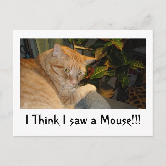 Cat and Mouse Spaß Postkarte (Vorderseite)