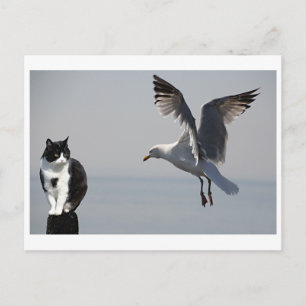 Cat and Seagull, Portpatrick, Schottland, Vereinig Postkarte