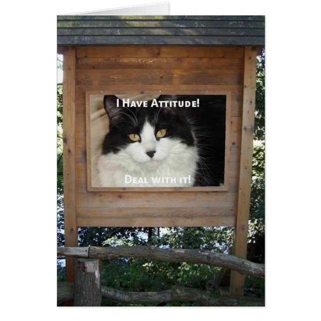 Cat Attitude (Vorne)