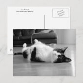 Cat Attitude Postkarte (Vorne/Hinten)