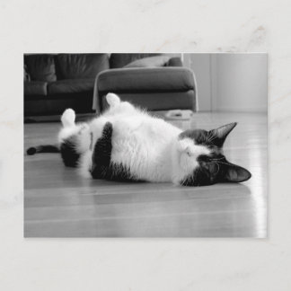 Cat Attitude Postkarte