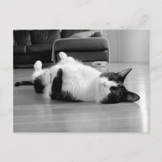 Cat Attitude Postkarte (Vorderseite)