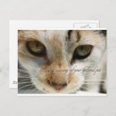Cat Beileid Card Postkarte (Vorne/Hinten)