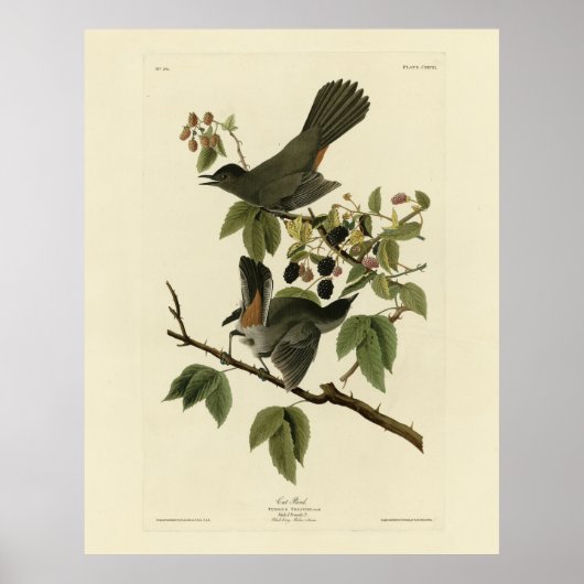Cat Bird (Grauer Katvogel) Audubon's Birds of Amer Poster (Vorne)