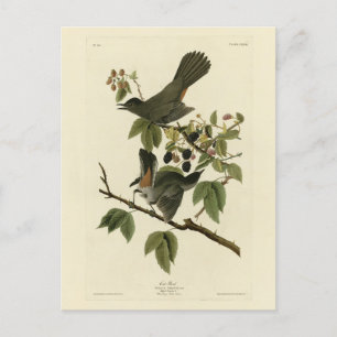 Cat Bird (Grauer Katvogel) Audubon's Birds of Amer Postkarte