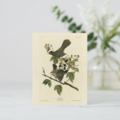Cat Bird (Grauer Katvogel) Audubon's Birds of Amer Postkarte (Stehend Vorderseite)