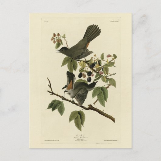 Cat Bird (Grauer Katvogel) Audubon's Birds of Amer Postkarte (Vorderseite)