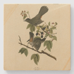 Cat Bird (Grauer Katvogel) Audubon's Birds of Amer Steinuntersetzer