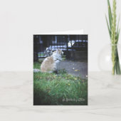 Cat Birthday Wish Dankeskarte (Vorderseite)