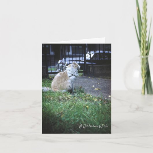 Cat Birthday Wish Dankeskarte (Vorderseite)