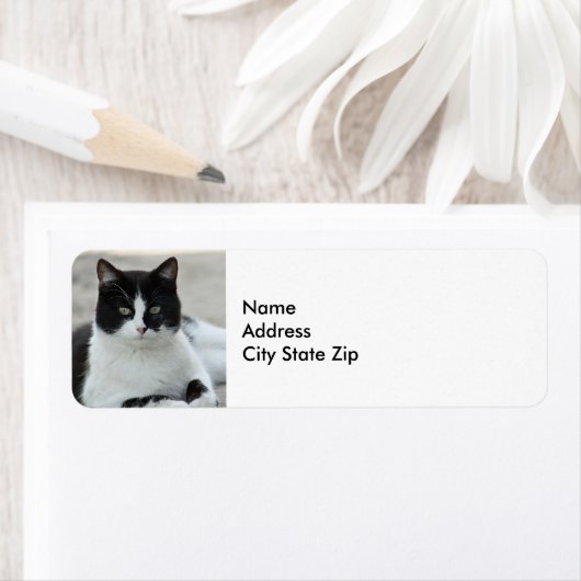 Cat Black and White Tuxedo Foto (Insitu)