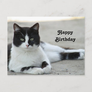 Cat Black and White Tuxedo Foto Geburtstag Postkarte