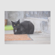 Cat Black Niedliche Vintage Antike Malerei Kunst