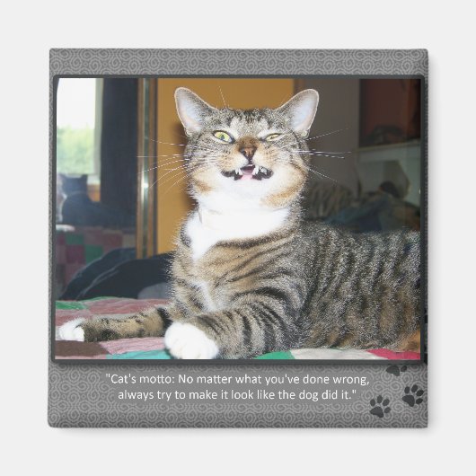 Cat Blames Dog Magnet (Vorne)