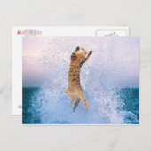Cat Breaching Postkarte (Vorne/Hinten)