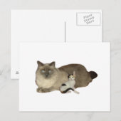 Cat Buddies Postkarte (Vorne/Hinten)