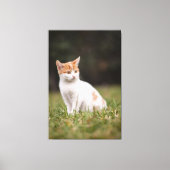 Cat Canvas Print Picture 18 Leinwanddruck (Vorderseite)