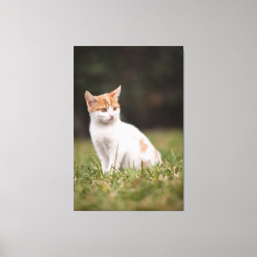 Cat Canvas Print Picture 18 Leinwanddruck (Vorderseite)