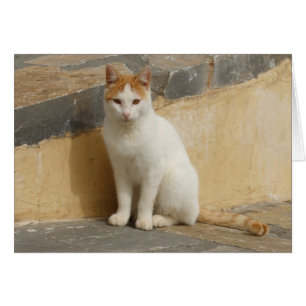 Cat Card
