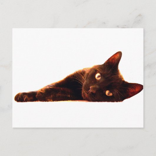 Cat Card Postkarte (Vorderseite)