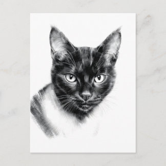 Cat Charcoal Postkarte