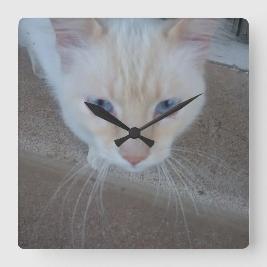 Cat Clock Quadratische Wanduhr (Vorderseite)