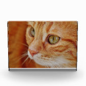 Cat Closing Foto (Vorderseite)