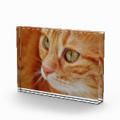 Cat Closing Foto (Rechts)