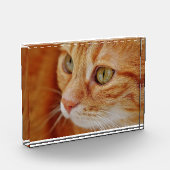 Cat Closing Foto (Links)