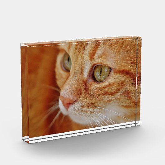 Cat Closing Foto (Links)