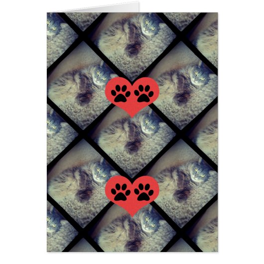 Cat Collage mit PawPrints von Shirley Taylor (Vorne)