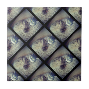 Cat Collage von Shirley Taylor Fliese