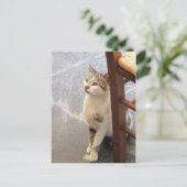 Cat Custom Postcard Postkarte (Stehend Vorderseite)