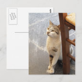 Cat Custom Postcard Postkarte (Vorne/Hinten)
