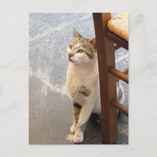 Cat Custom Postcard Postkarte (Vorderseite)