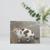 Cat Custom Postcard Postkarte (Stehend Vorderseite)
