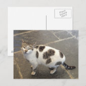 Cat Custom Postcard Postkarte (Vorne/Hinten)