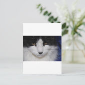 Cat Dark Eyes Postkarte (Stehend Vorderseite)