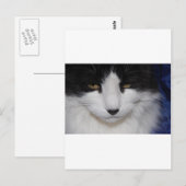Cat Dark Eyes Postkarte (Vorne/Hinten)