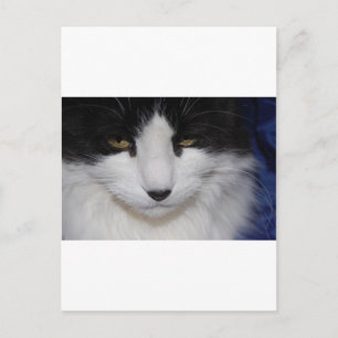Cat Dark Eyes Postkarte