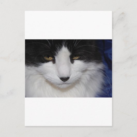Cat Dark Eyes Postkarte (Vorderseite)