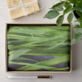 Cat Eye Grass Seidenpapier (Geschenk)